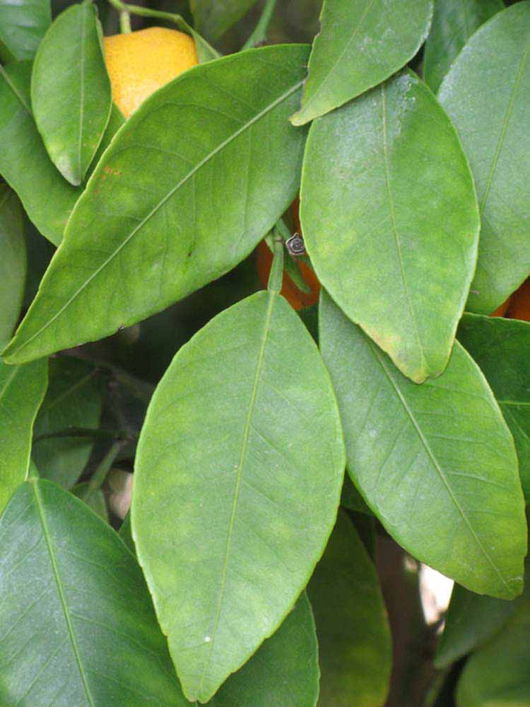              Shade leaves (Riverside, CA)       